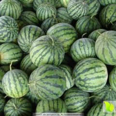 本人在陕西从事水果代办生意多年