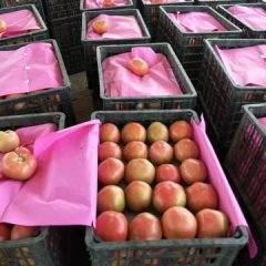 东昌府西红柿 春季西红柿已大量上市中，