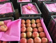 东昌府西红柿 春季西红柿已大量上市中，