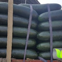 临沂市兰陵县向城镇梧桐村陆地黑皮大冬瓜