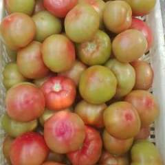 曹县西红柿 现在是我们这里西红柿下果高峰期