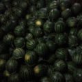 莘县供应西瓜保八斤底八成熟