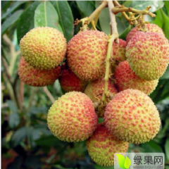 广东阳西桂味荔枝 成熟的采购流量