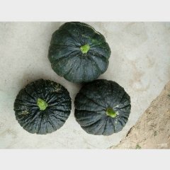 大荔南瓜 正宗日本南瓜，皮黑疙瘩多