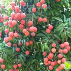 “一骑红尘妃子笑” 荔枝即将上市啦