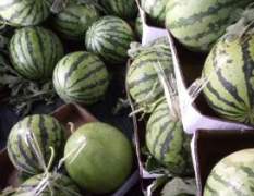 夏邑8424西瓜已经大量上市