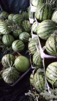 夏邑8424西瓜已经大量上市