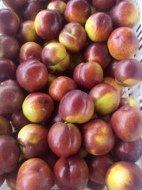 平邑油桃大量上市；平邑县大棚油桃基地