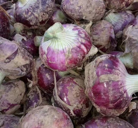 2017年河南通许紫皮洋葱价格