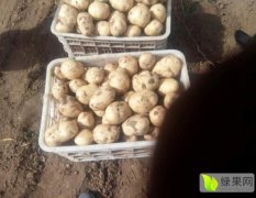 玉田土豆 大面积早大白，兴嘉，中暑5号，荷兰十