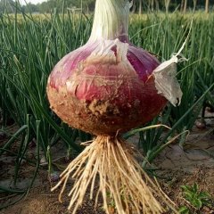 河南通许紫皮洋葱个大丰满代收代发