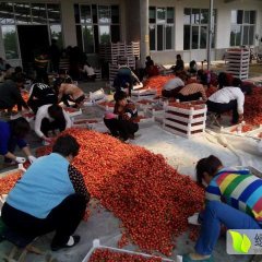 泰安市下港樱桃到达最高峰红灯3元