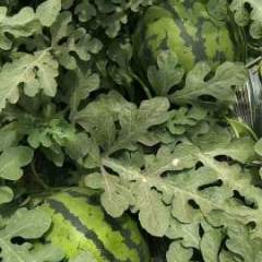 2017清苑西瓜 有甜王系列。花欣系列