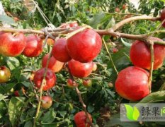 油桃目前品种518、千年红，曙光，毛桃特早红，小红桃，等
