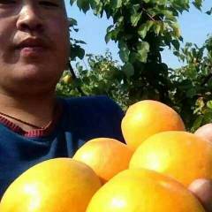 陕西大荔金太阳杏凯特杏杏子著名品牌