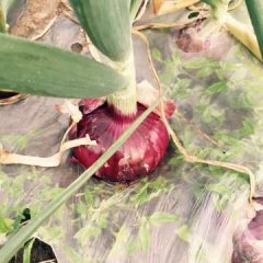 2017郯城洋葱 红皮洋葱、黄皮洋葱