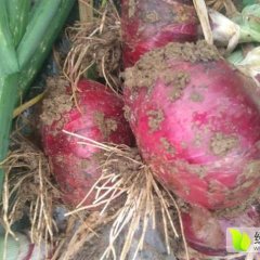 新野2017年红皮洋葱现已大量上市