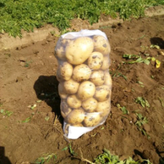 玉田虹桥杨5月早大白土豆