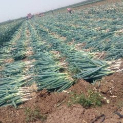 2017坊子现有大量大葱，价格便宜，葱白长