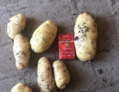 2017新野土豆 荷兰土豆明天开始出土了
