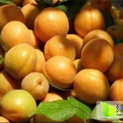 陕西大荔金太阳杏杏子是名优特产