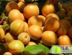 陕西大荔金太阳杏杏子是名优特产