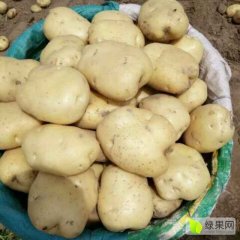 土豆大量上市