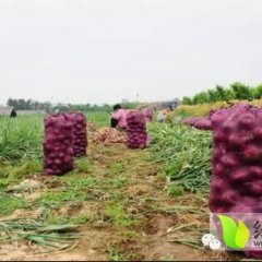 兰山洋葱 大量种植紫皮洋葱