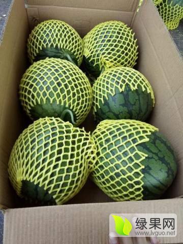 2017年江苏沭阳特小凤价格