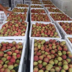 2017阳西县，上洋镇妃子笑准备上市