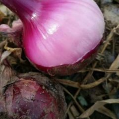 沁阳洋葱 洋葱五月底大量上市，上货量大