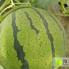 河北清苑拥有大棚西瓜最大的市场。专业的团队