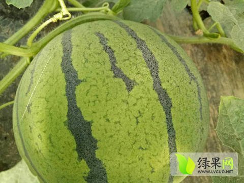 2017年河北清苑京欣价格