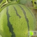 河北清苑拥有大棚西瓜最大的市场。专业的团队