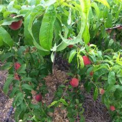 宜城板桥美翠毛桃 黑美人西瓜基地