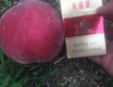 宜城蜜桃 油桃有518，千年红，曙光