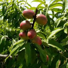 湖北省宜城市油桃基地开园了