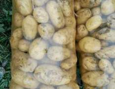 郯城土豆原产地现有万亩荷兰十五土豆，颜色鲜