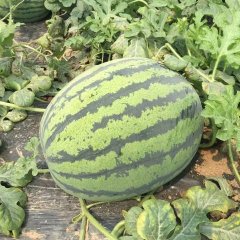 陕西大荔冠龙西瓜火热上市