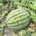 陕西大荔冠龙西瓜火热上市