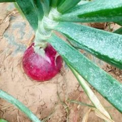 汝州洋葱绿色无公害米庙王现伟诚信合作