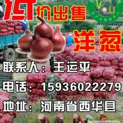 河南周口红皮洋葱大量供应洋葱基地批发