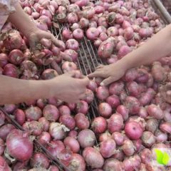 河南西华专业种植各种新鲜蔬菜等农产品