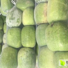 莘县冬瓜早买早赚高庄孙经理诚信合作