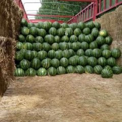 衡水市饶阳县京欣.甜王西瓜现已上市