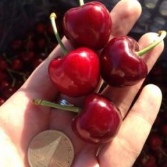 绛县露天樱桃早大果已经成熟，红灯也即将上市