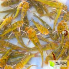 南浔菱湖有根水产养殖场黄颡鱼