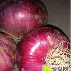 新野2020年紫皮洋葱现已大量上市