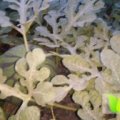 山东惠民又一次的西瓜要收获了，个大，甘甜