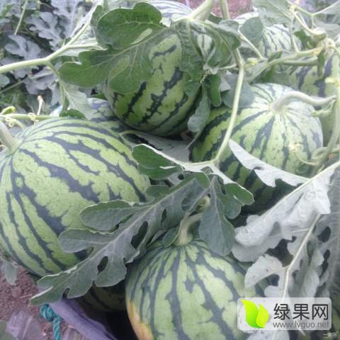 8424西瓜价格
